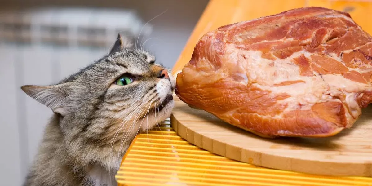 Can cats eat cooked ham best sale