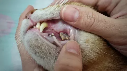 Pet Dentistry in Brunswick