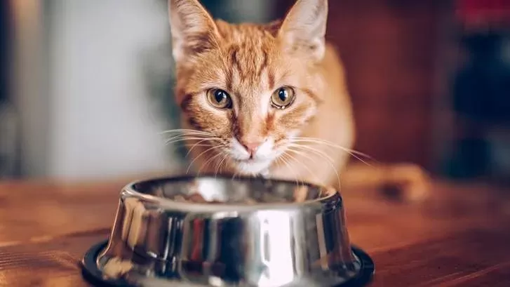 ¿Por qué mi gato siempre tiene hambre?