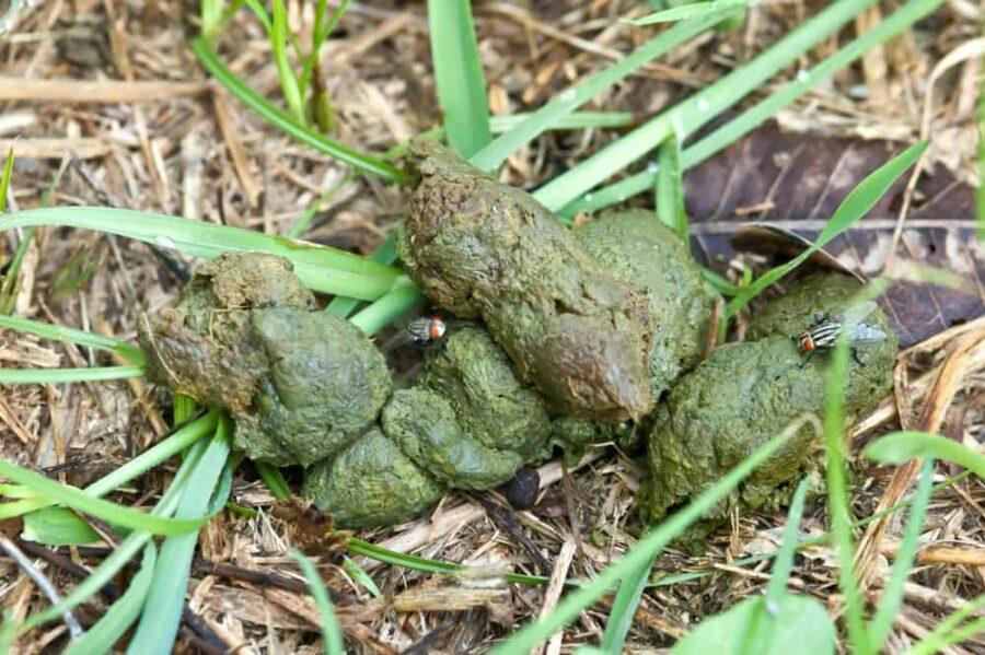 Dogs poop is green and runny best sale