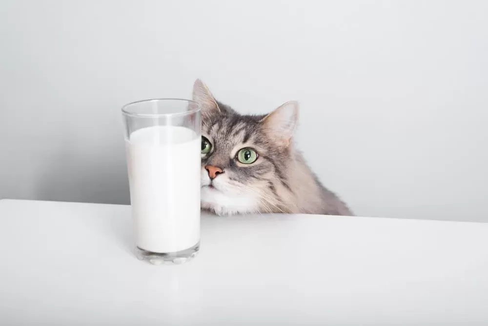 The cat looks at the milk and stares at it