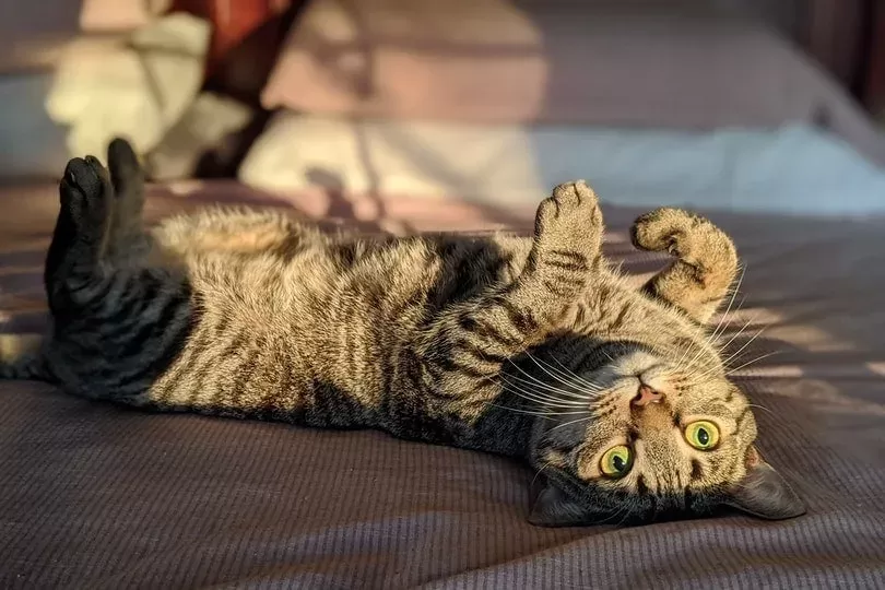 cat rolling over