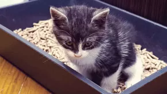 Bladder Stones in Cats