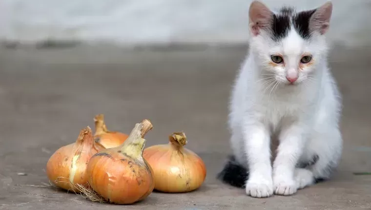 What Vegetable Is Toxic to Cats?