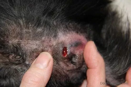 What Does An Infected Dog Anus Look Like