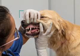 Do Dogs Regrow Teeth