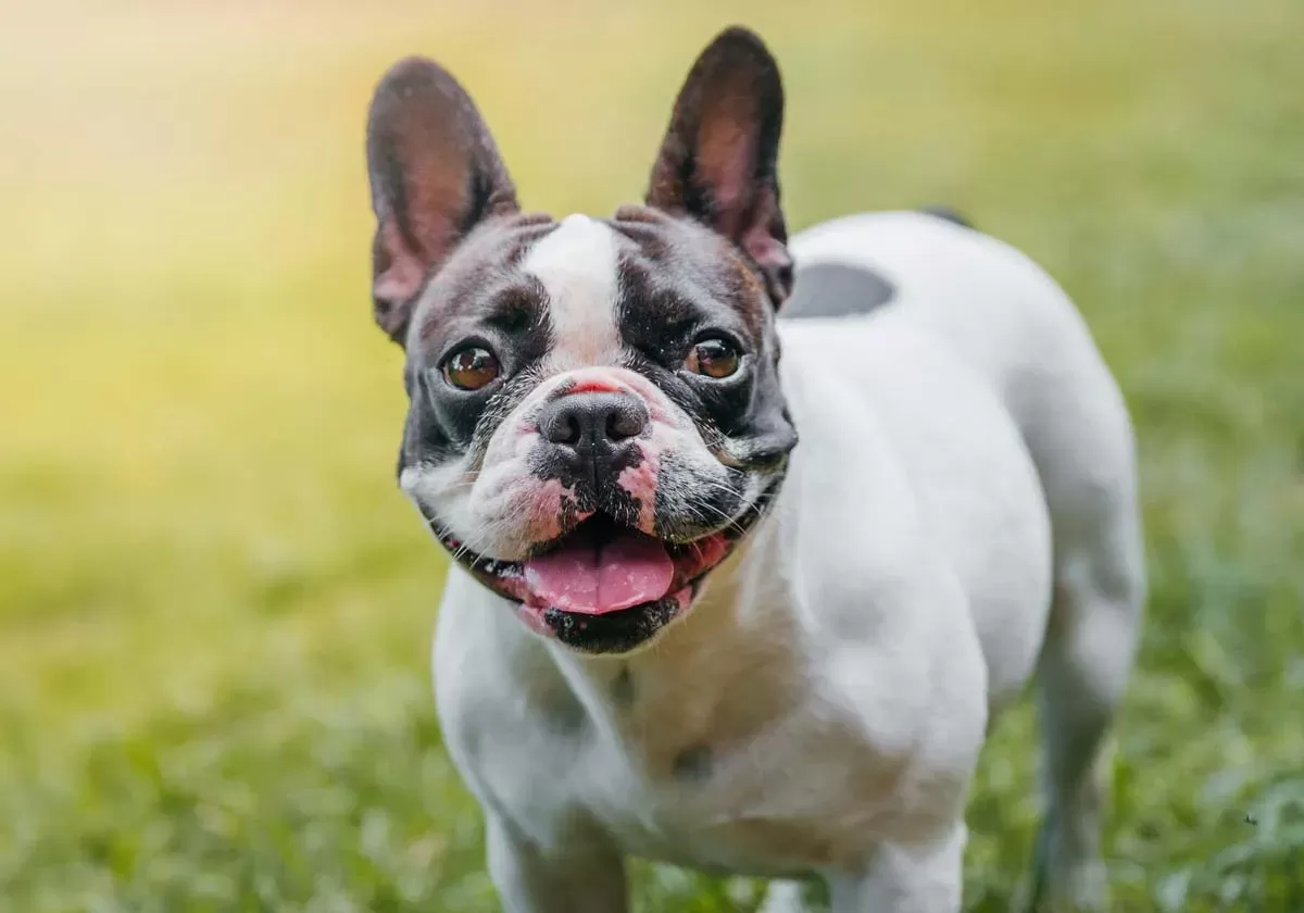 12 Reasons Why French Bulldogs are the Worst