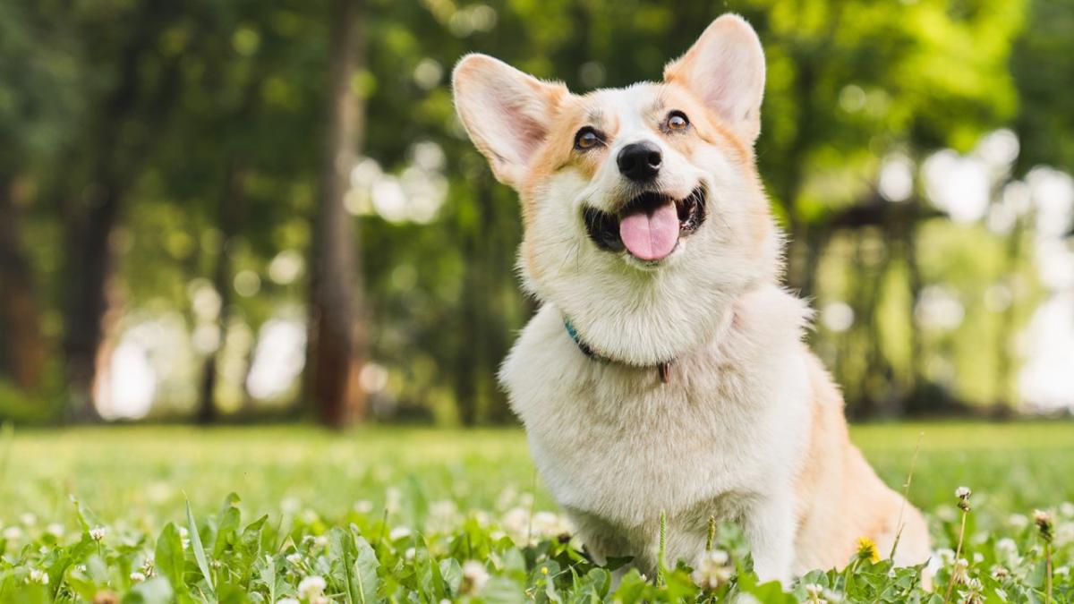 dogs scratching and biting himself