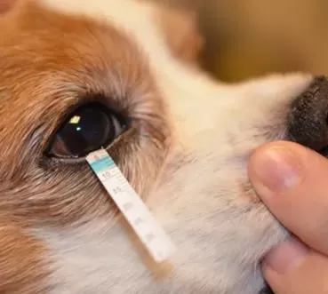 Dry Eye Disease in Dogs