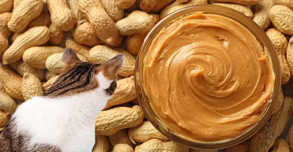 Can Cats Have Peanut Butter