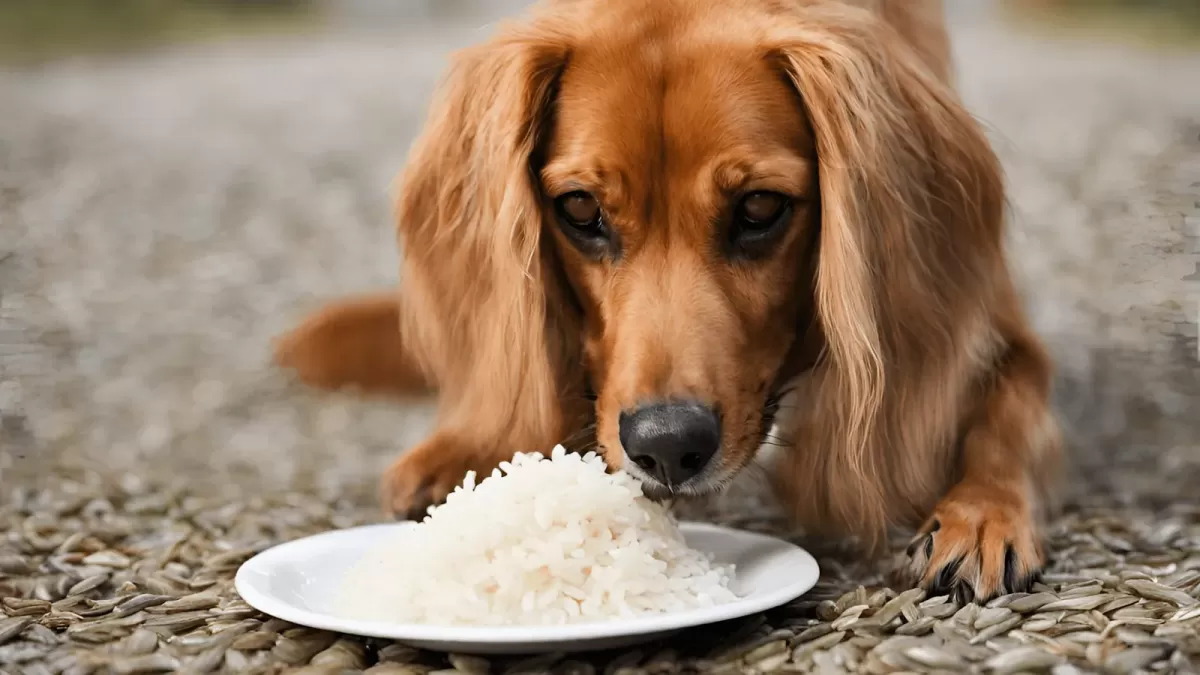 Unveiling the Truth About Dogs and White Rice Puainta