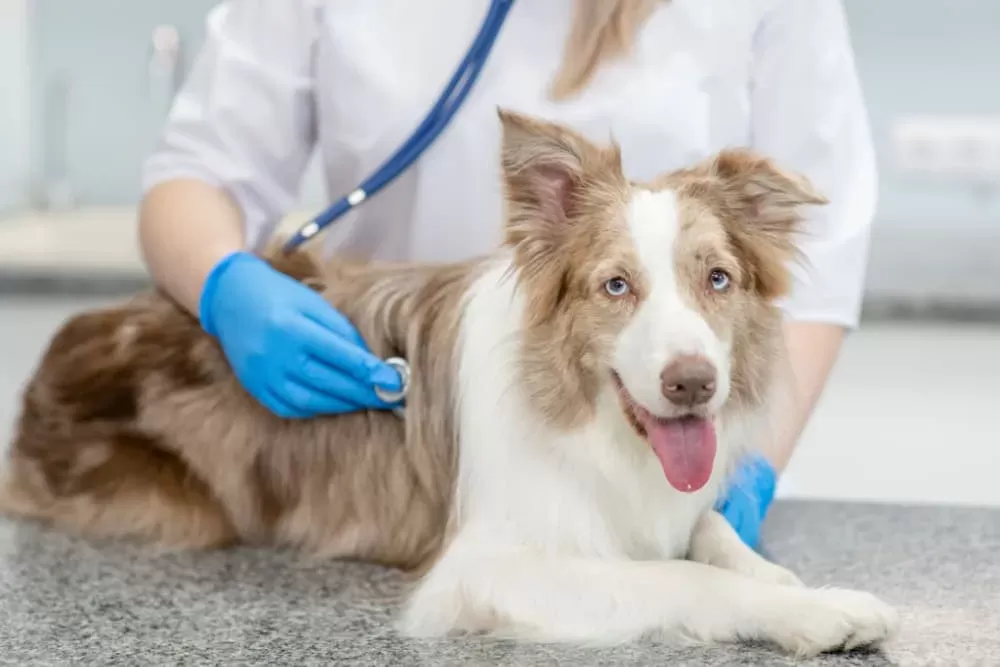 Gastritis in Dogs