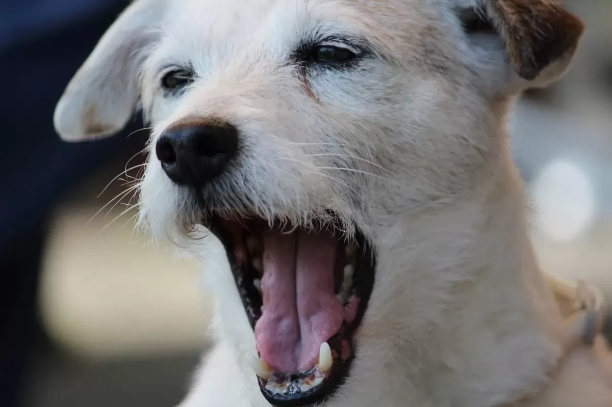 Why Do Dogs Yawn Puainta®