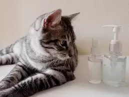 Colloidal Silver for Cats