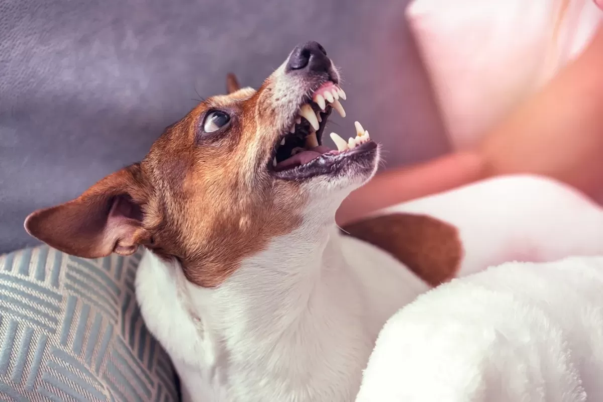 Possessive Aggression in Dogs