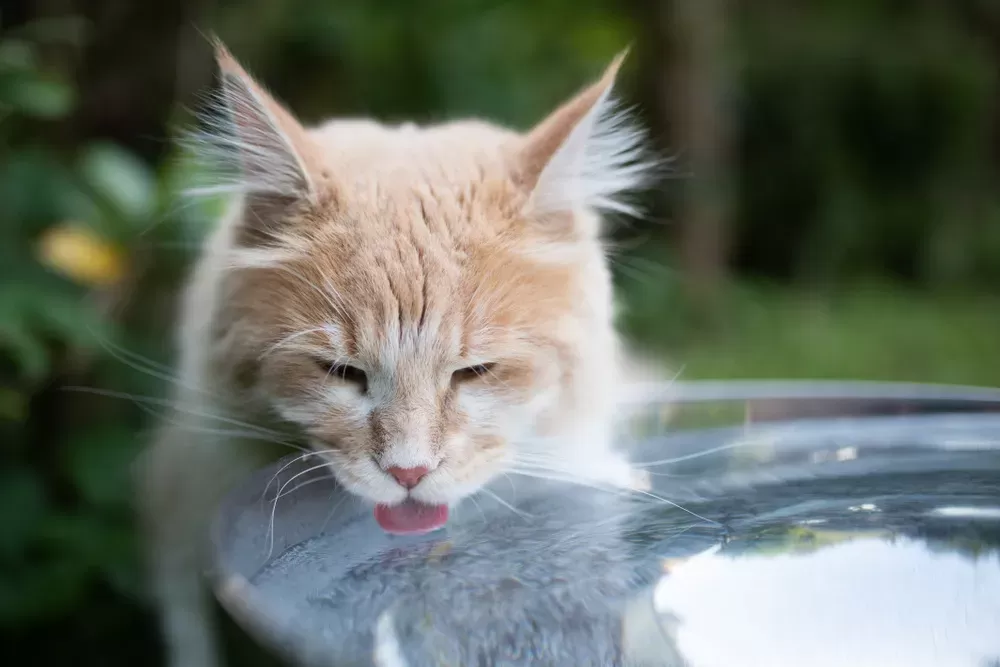 Dehydration in Cats