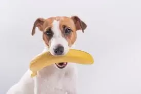 Can Dogs Have Bananas