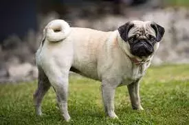 Are Pugs Hypoallergenic