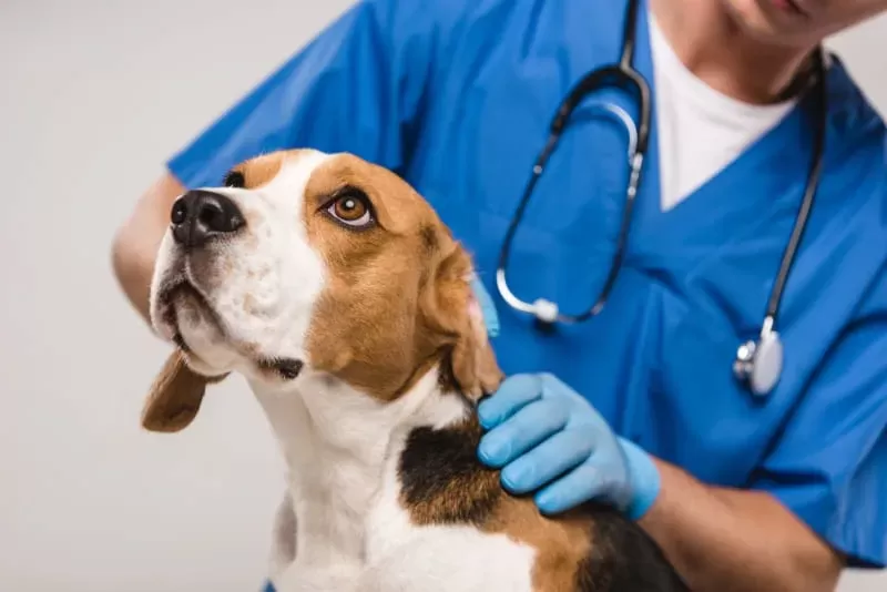 How to Treat Anemia in Dogs