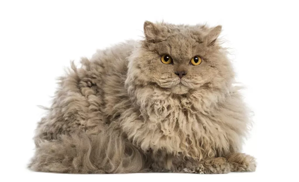 Selkirk Rex Cats