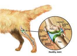 OCD in Dogs