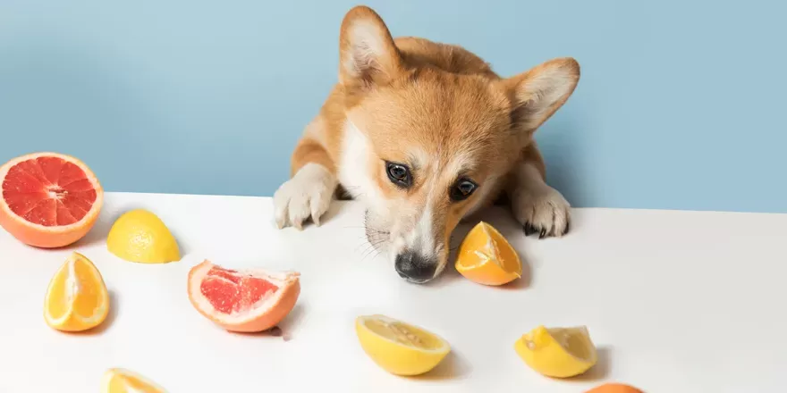 Can Dogs Have Other Types of Citrus