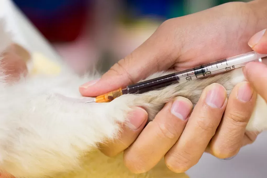 Common Blood Tests Done on Cats