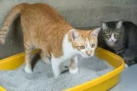Guía detallada de la tabla de caca de gato: ofrece información sobre el bienestar y el cuidado digestivo