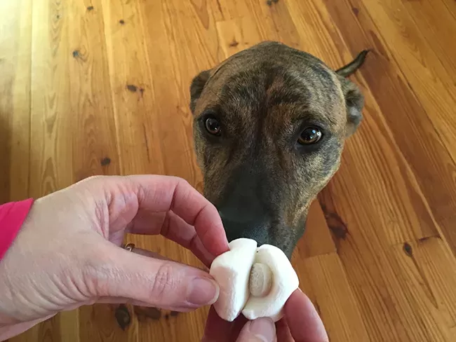 dog eats the entire portion