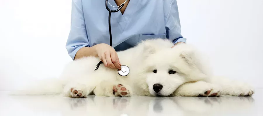 Ursachen und Vorbeugung von Erbrechen und Durchfall bei Hunden