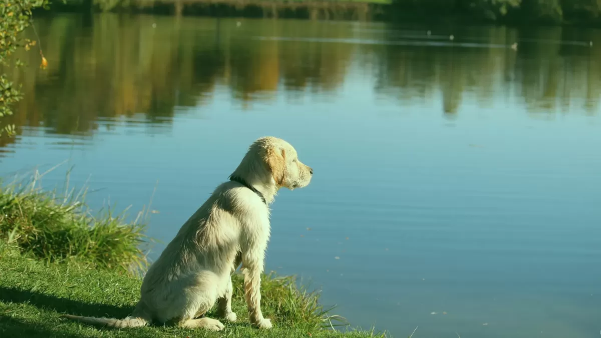 Warning as Dog Dies From Suspected Algae Poisoning