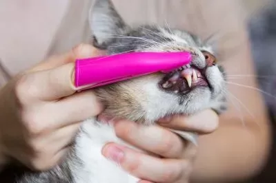 Gingivite chez le chat : causes, symptômes et traitement