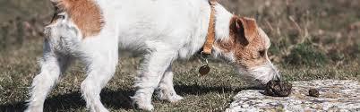 Köpeklerin Kaka Yemesini Nasıl Durdurabilirim? Ev İlaçları