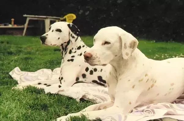 Dalmatian