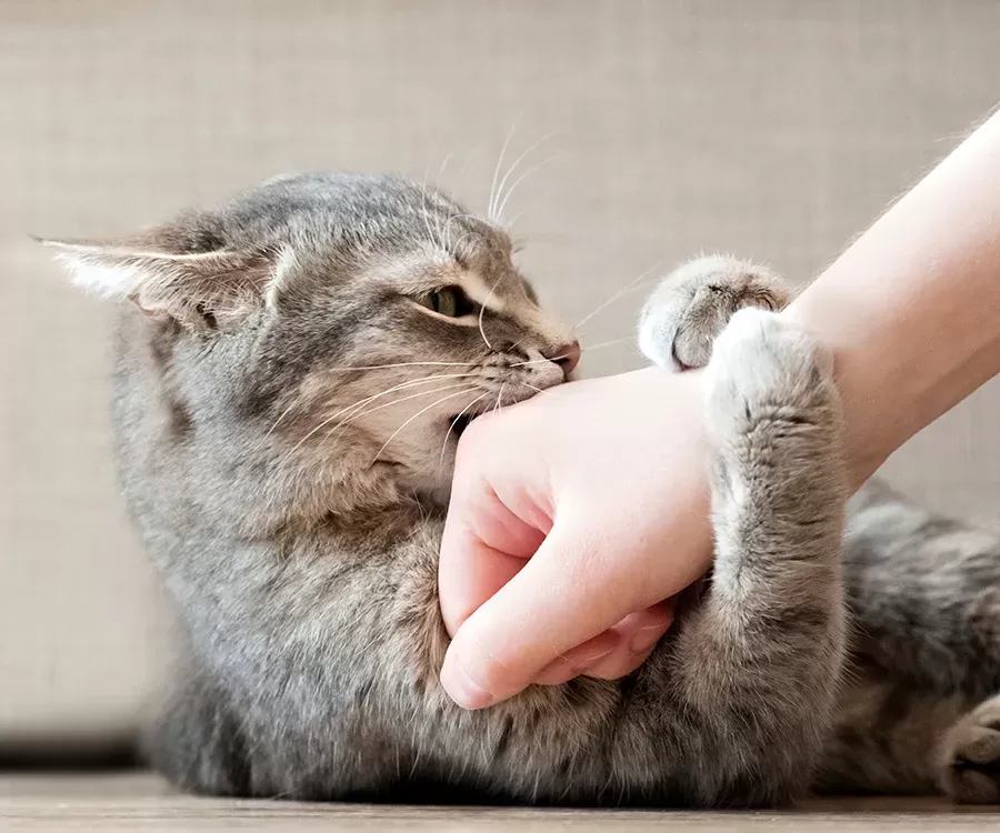 Agresión de caricias: cómo manejar a un gato que muerde cuando lo acarician