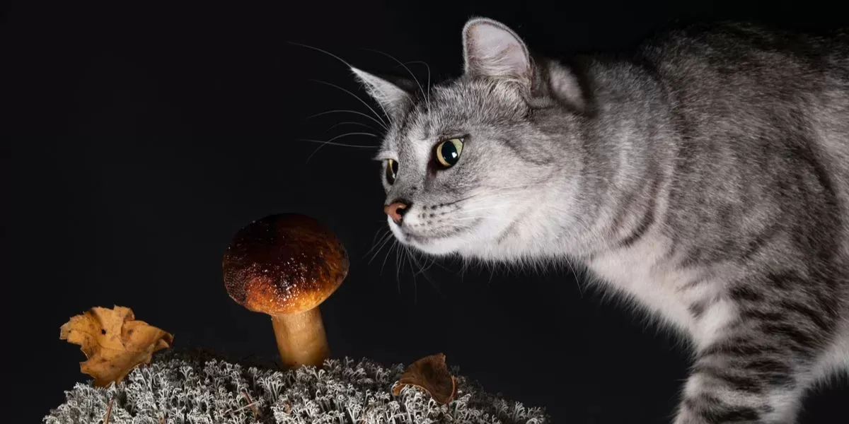 Can Cats Eat Mushrooms? - Cats.com