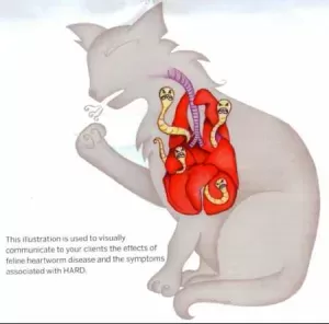 Heartworm Disease In Cats