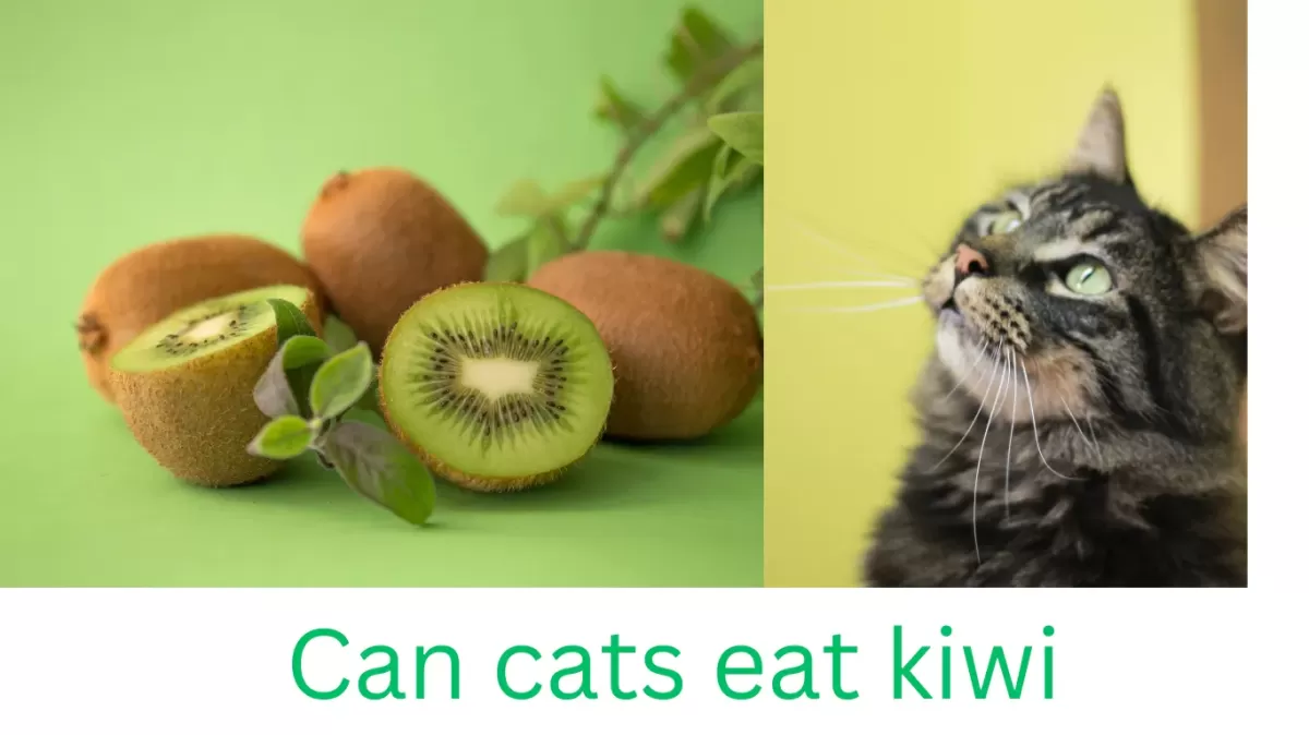 Can Cats Eat Kiwi