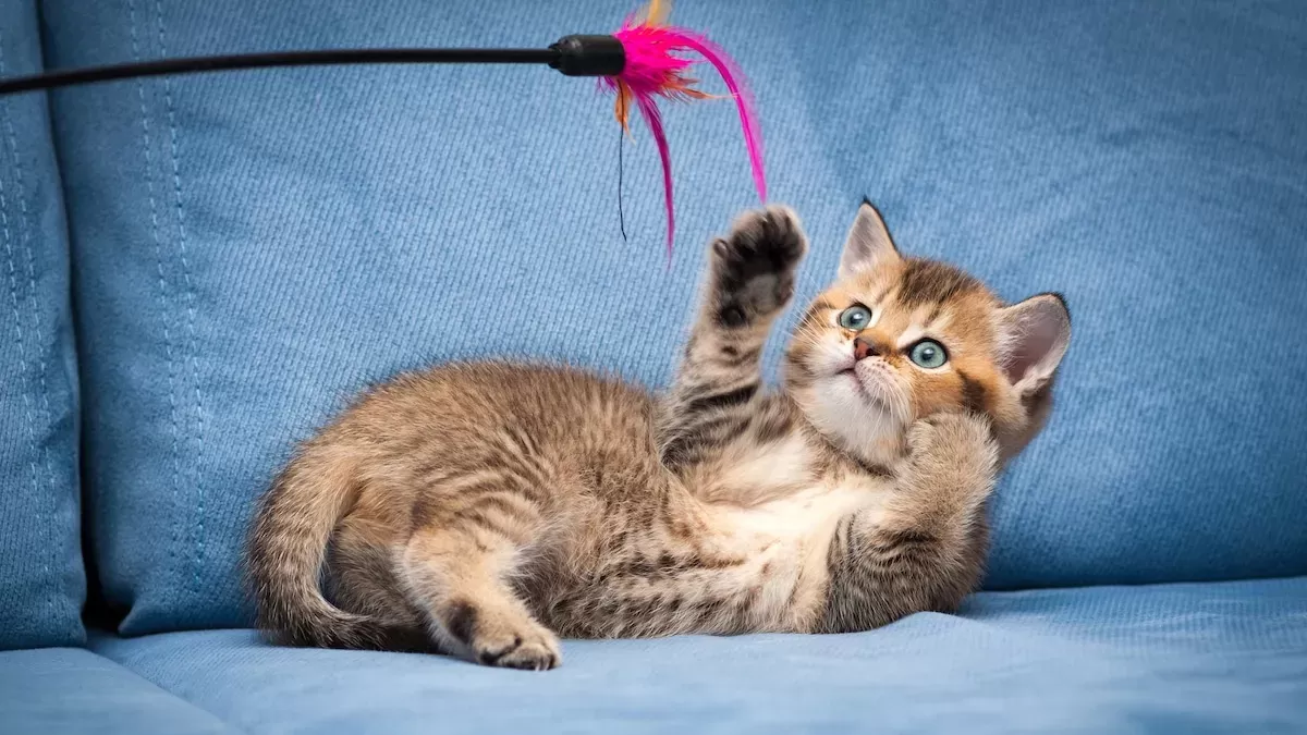 Os 9 melhores brinquedos de varinha de gato para manter um gatinho na ponta dos pés