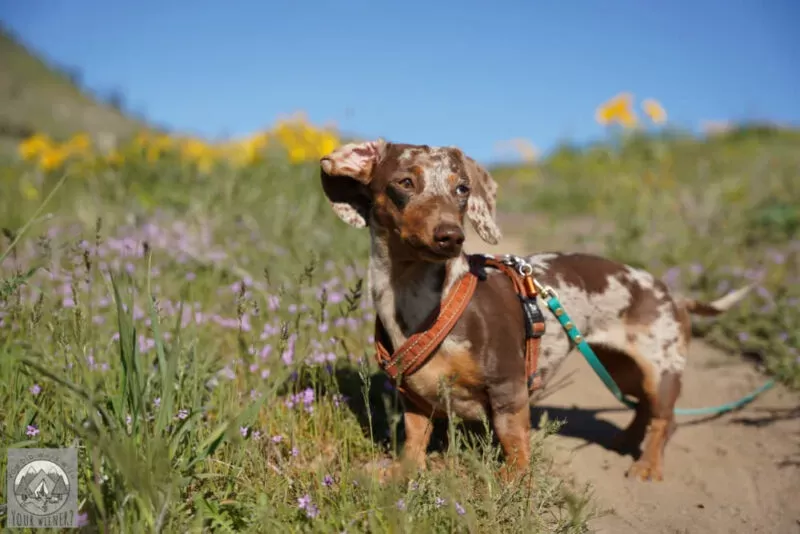 Tularemia in Dogs