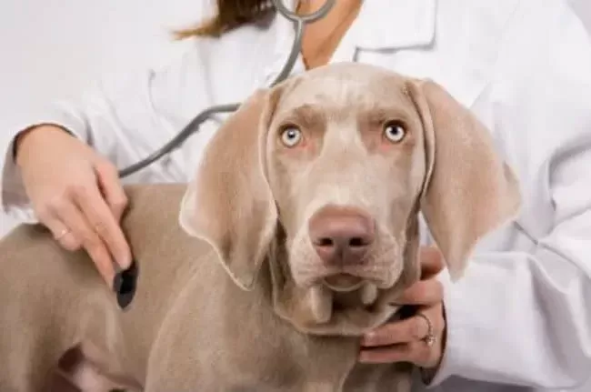 Elevated liver enzymes in dogs symptoms hotsell