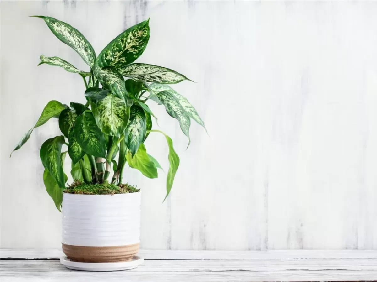 Dieffenbachia Houseplant: Growing And Care Of Dumbcane Plants