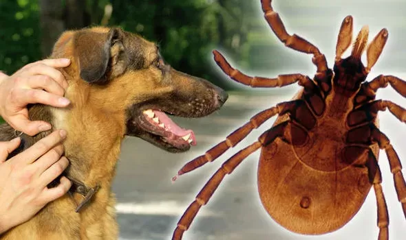 Canine babesiosis