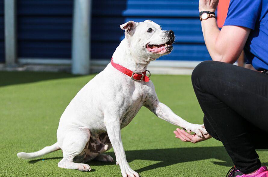 How to Train A Dog to Stop Barking