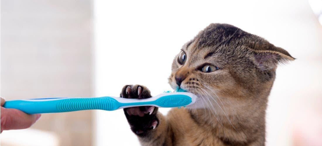 Stomatitis in Cats