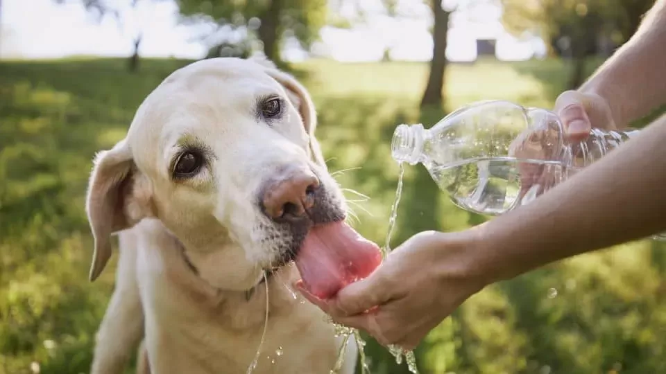 La lengua de los perros es blanca