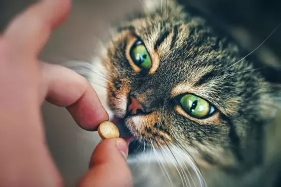 Enrofloxacin for Cats
