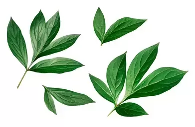 Peony Leaves Images,