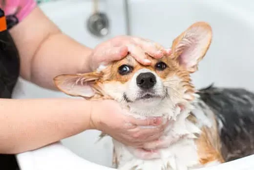 dogs bath