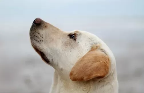 Orelhas de cachorro fedorentas